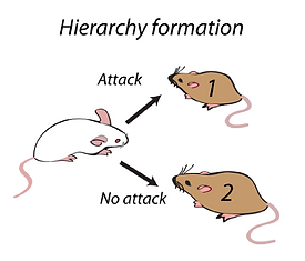 Hierarchy.png