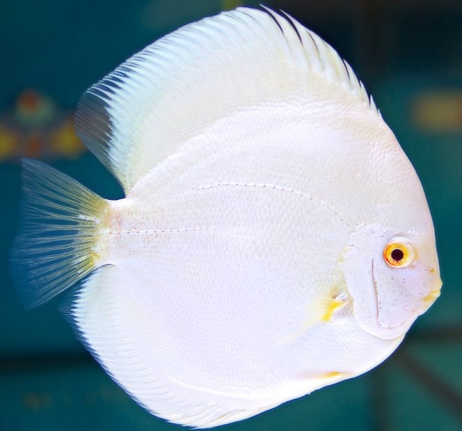 Discus Fish Sale ChampionDiscus United States Albino Platinum Discus Fish Sale ChampionDiscus United States Albino Platinum