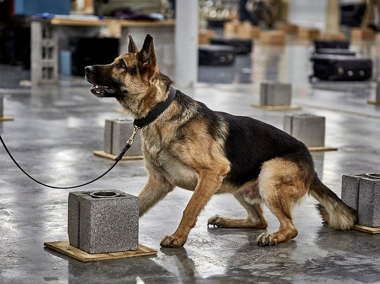 A german shepherd during bug sweep training.