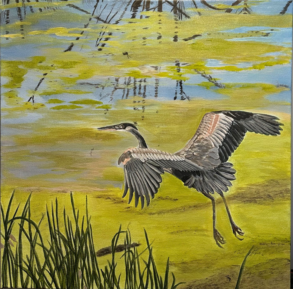 Heron in Flight