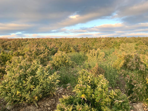 A Closer Look at Cornell’s Industrial Hemp Research Team