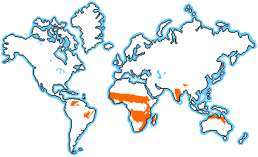 Orange is savannas
