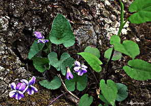 Purple and White Violets.jpg