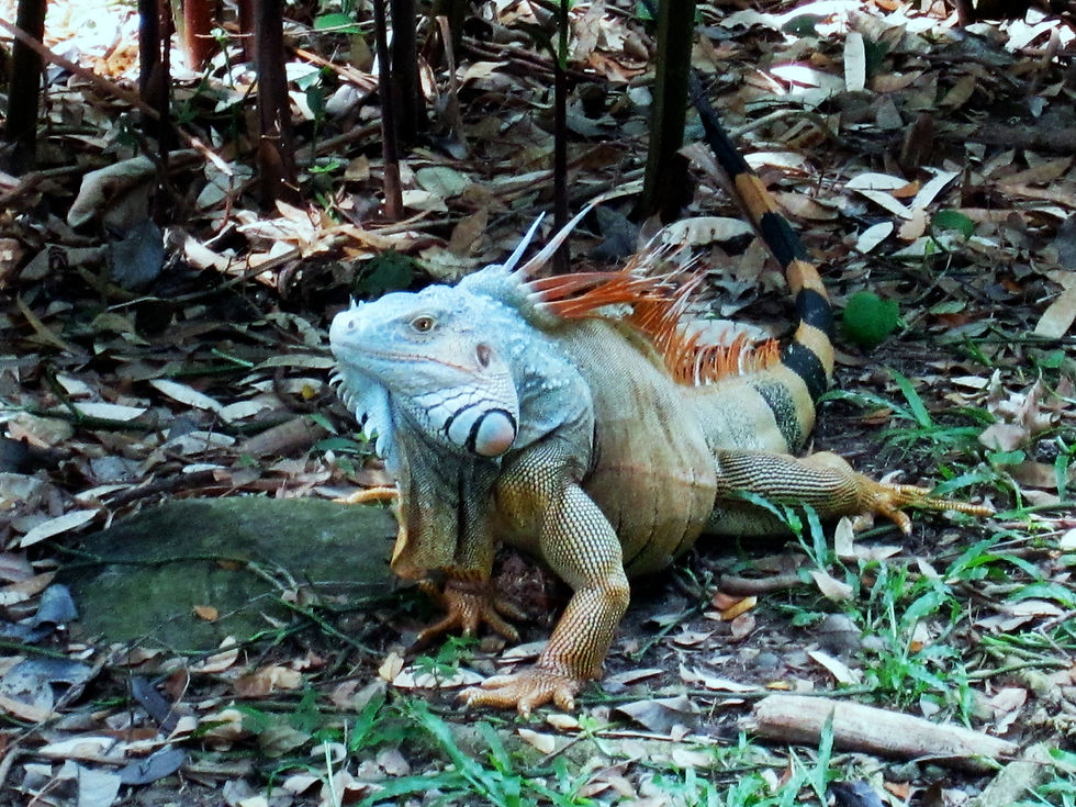 Perfect Iguana Specimen