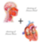  Anatomy of Human Head and Heart Puzzle
