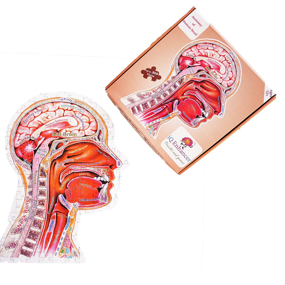 Thumbnail:  Anatomy of Human Head Puzzle Box