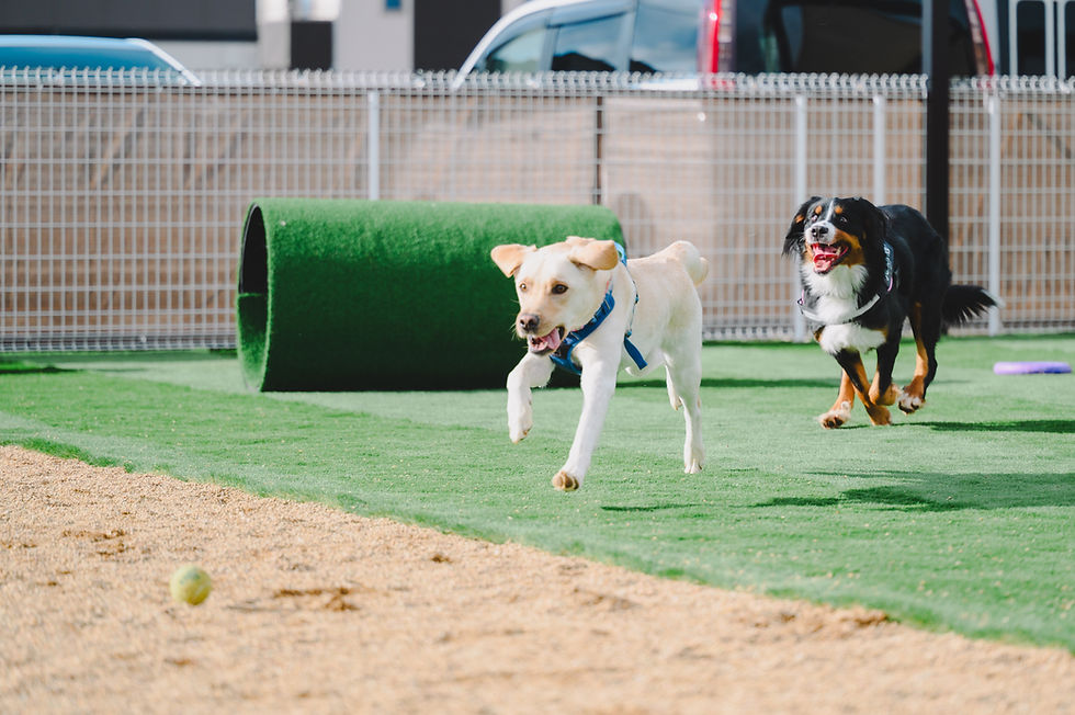 ドッグランのサブスクが始まりました！