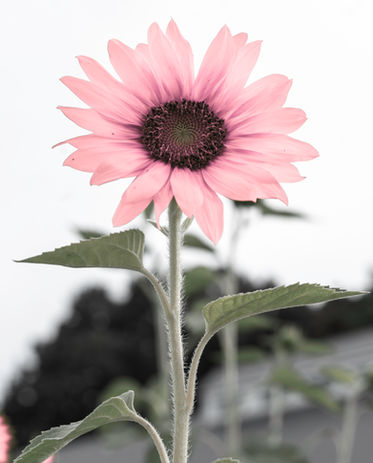 Christmas_Tia RoseJune 03, 20220003-2.jpg