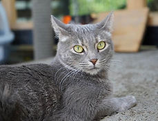 Azucena