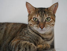 Minerva