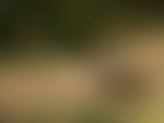 Optimizan el proceso de reforestación con un robot sembrador de árboles