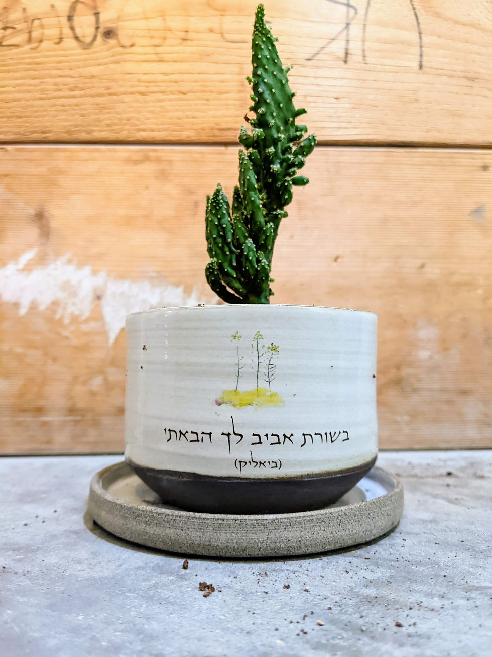 תמונה ממוזערת: עציץ קטן  - בשורת אביב