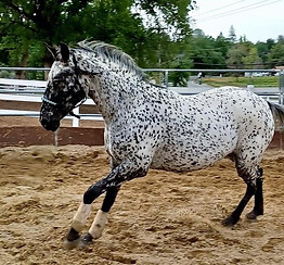 PJA Ghostwind Spirit