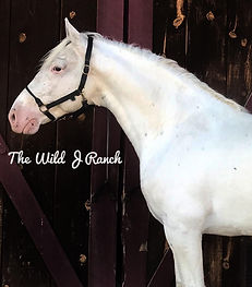 Appaloosa stallion at Stud Colorado