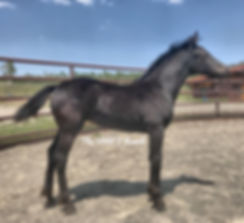 Varnish Friesian Appaloosa Colorado