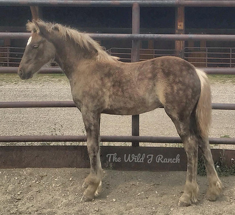 Silver Dapple Friesian Colorado