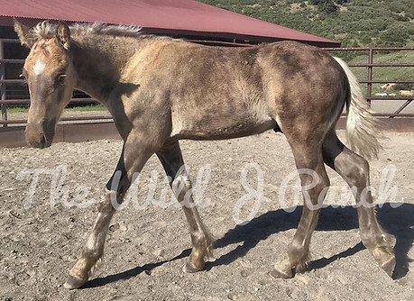 Silver Dapple Friesian