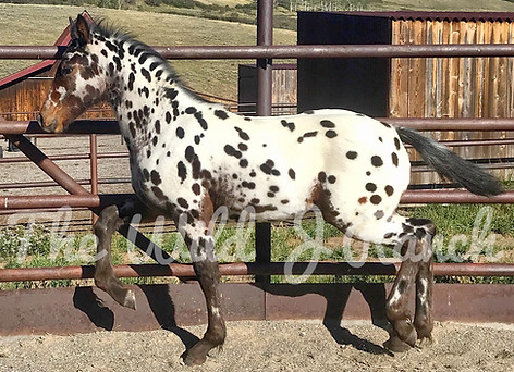 Friesian Appaloosa Colorado