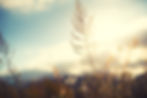 AdobeStock_1040179973.jpeg