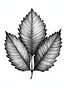 Compound leaf drawing symbolizing structured family foundations and clear pathways