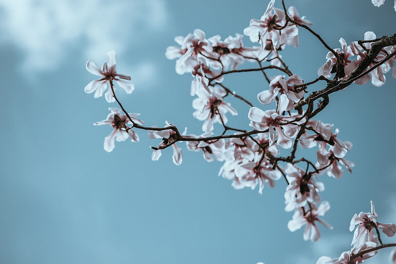 Winter Hill Wellness Cherry Blossom Sky.