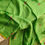 Thumbnail: Silk Linen Saree LotusByTheLake13