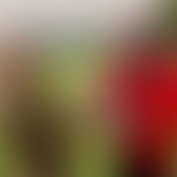 Rovers' Man-of-the-Match (vs Lochore W) - Cammy Hanratty