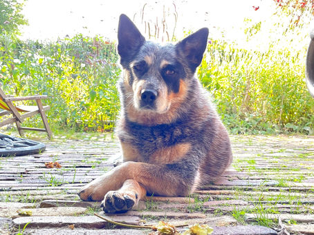 BIJ HET HEENGAAN VAN KEES, DE COOLE TROOSTHOND