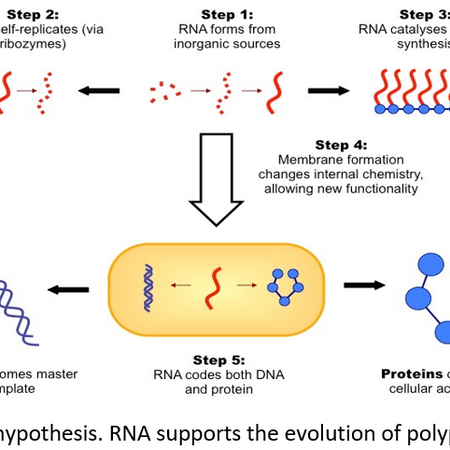 Diagram of the RNA world hypothesis