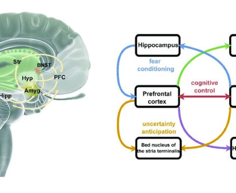 Genes influence some brain structures, like the amygdala (diagram)