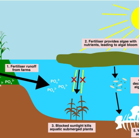Figure 2- how fertilisers cause eutrophication in water bodies