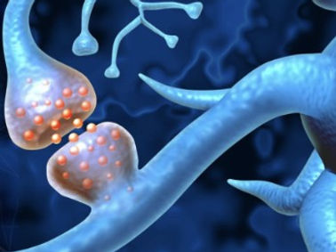 Close-up of a synapse during neural communication.jpg