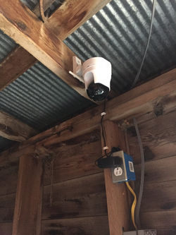 Springer Cameras (3)