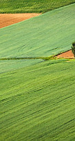 Farming Field