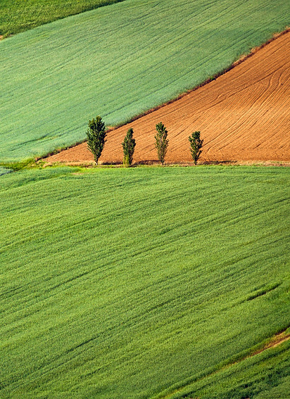 Farming Field