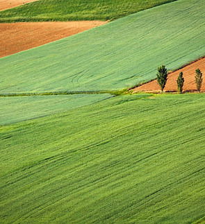 Farming Field
