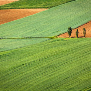 EcoSpark: Market Research and Biomass-to-Energy Strategy