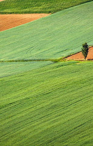 Farming Field