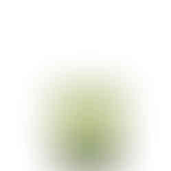 reserve old fashioned acrylic glass moss rental luxury event wedding outdoor