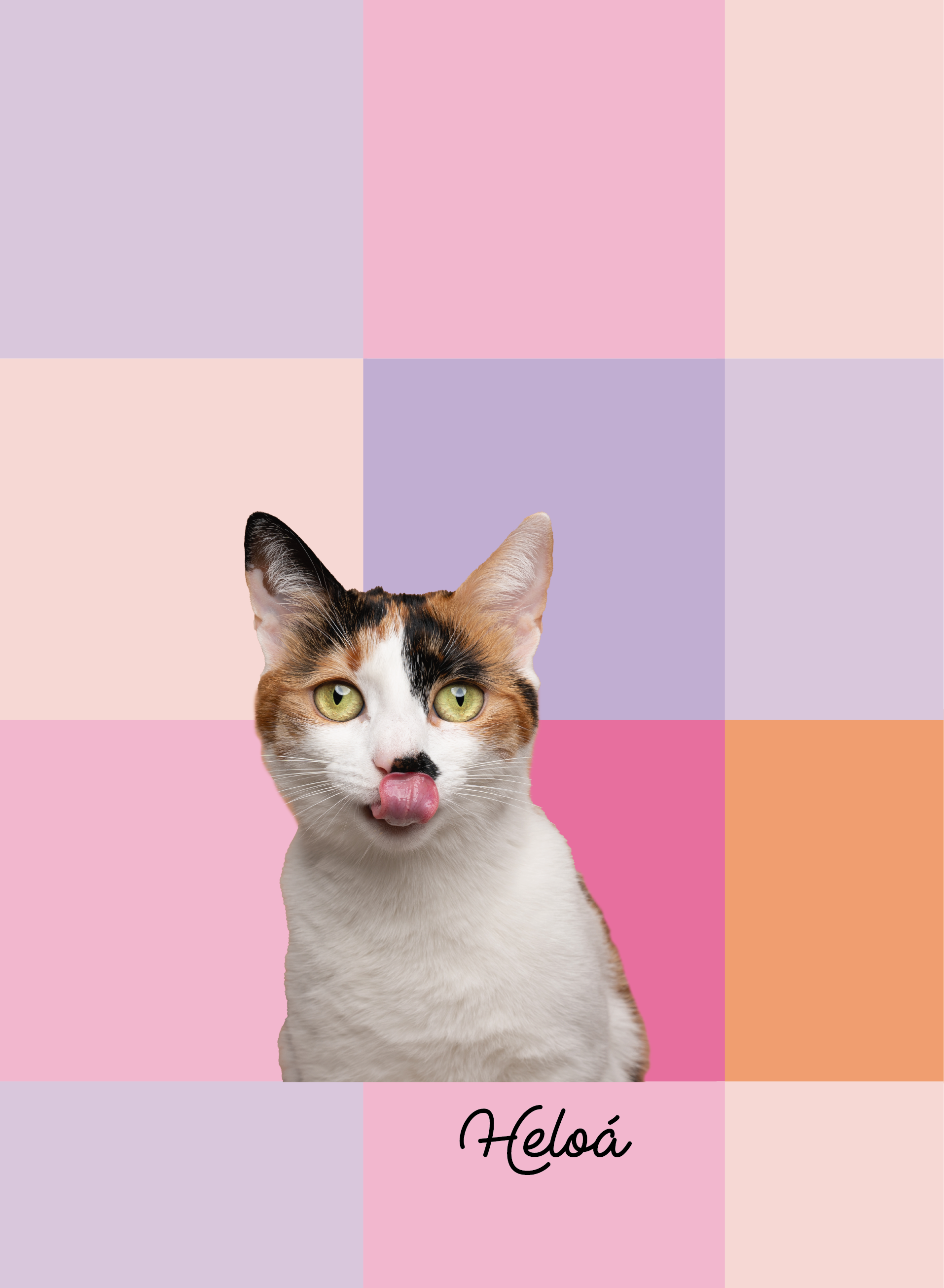 caderneta cats - grid