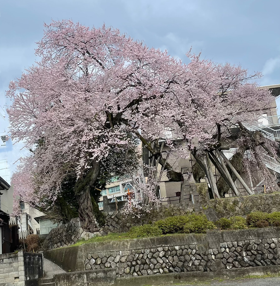 🌸夫婦桜🌸