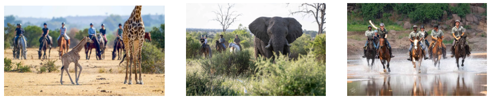 Échappé à cheval pendant un safari en Afrique du Sud