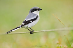 2024-LOGGERHEAD-SHRIKE-42
