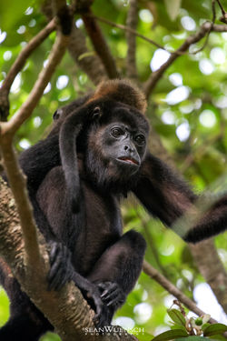 05COSTA_RICA_HOWLER_MONKEY0031