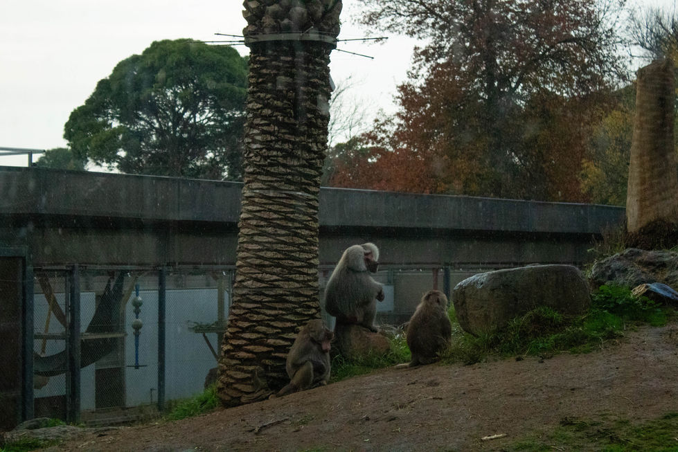Babboons in the Rain.jpg