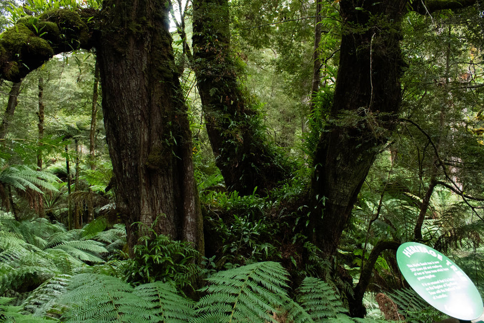 The color of life.jpg