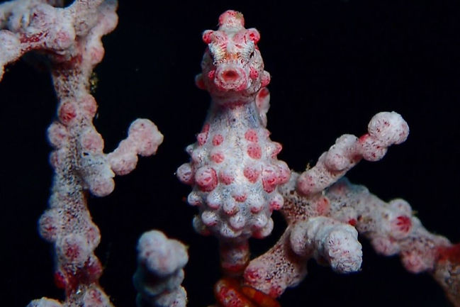 Japanese Wreck Dive Site Amed Bali