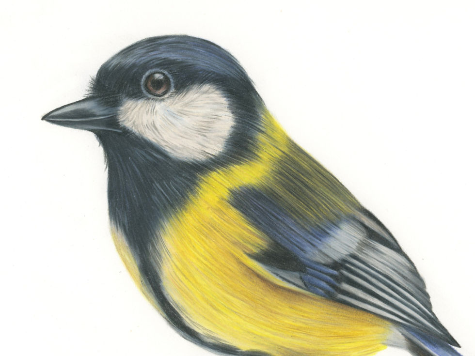 Thumbnail: GREAT TIT