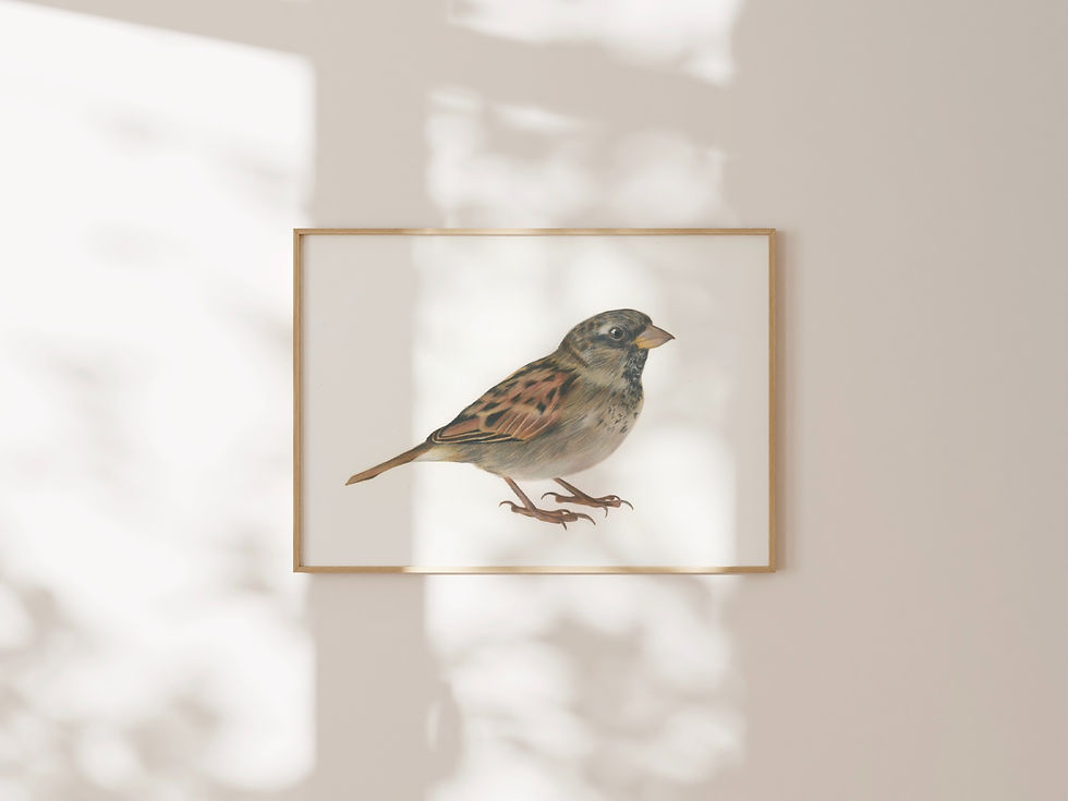 Thumbnail: HOUSE SPARROW