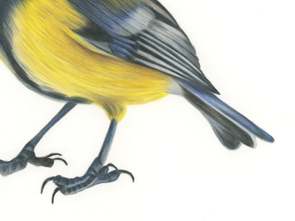 Thumbnail: GREAT TIT